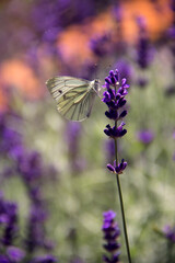 butterfly on lavender flower