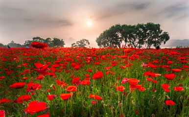Red poppies among wildflowers and other wildflowers in the setting sun