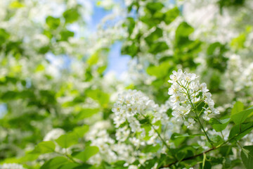 Branch of flowering bird cherry in white flowers