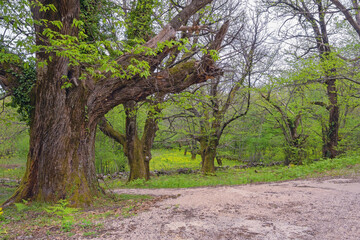 Fototapeta premium Grove of old chestnut trees ( sweet chestnut, Castanea sativa ) in spring. Montenegro, Bar
