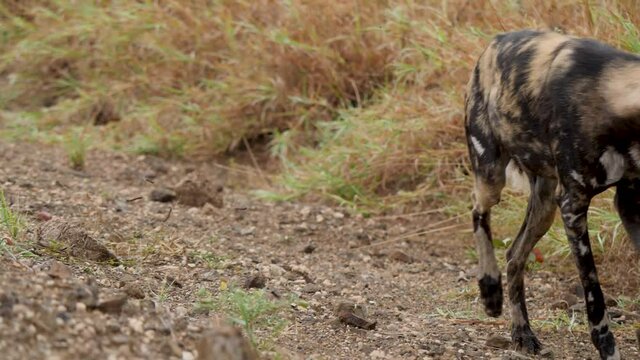 African Wild Dog in Natural Environment