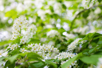 Branch of flowering bird cherry in white flowers