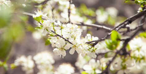 Flowering spring plums tree in garden.