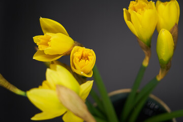 Beautiful yellow spring flowers in vase