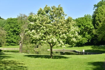 L'arbre aux fleurs vertes près d'un étang au parc Roi Baudoin à Jette 