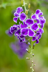 Fototapeta na wymiar flower in a garden, close-up