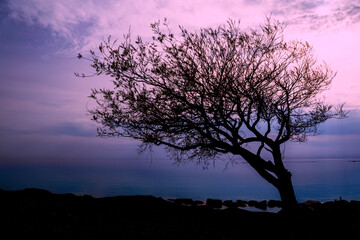 Fototapeta na wymiar A lopsided tree is seen on the main beach in Goderich, Ontario during a beautiful sunset with a slightly magenta sky.