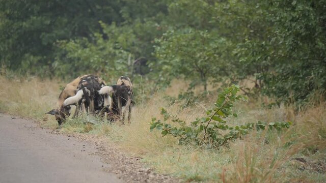 African Wild Dog in Natural Environment