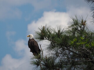 majestic American bald eagle perched on pine tree