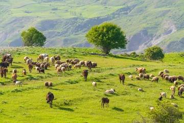 Keuken spatwand met foto A herd of cows and sheep grazes on a green meadow in the mountains © Vastram