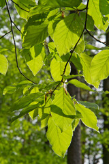 Fototapeta na wymiar Young leaves of beech tree Fagus silvatica in spring
