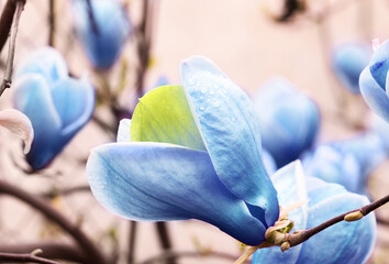 Beautiful delicate magnolia Blue Opal tree outdoors, closeup. Spring season