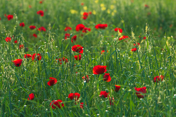 Green field with red poppies