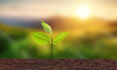 Plant.