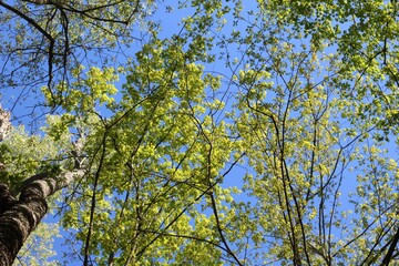The green leaves on the branches of the trees.