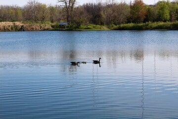 Some geese in the lake at the park on a sunny day.