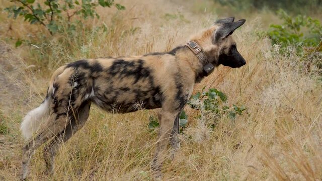 African Wild Dog in Natural Environment