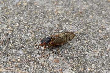 Closeup of a Cicada from Brood X from the Side, May 2021