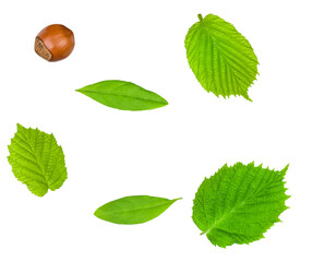 The leaves of hazelnut and privet isolated on white, top view