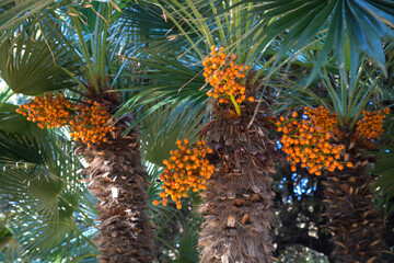 Bright orange fruit on a palm tree with green leaves