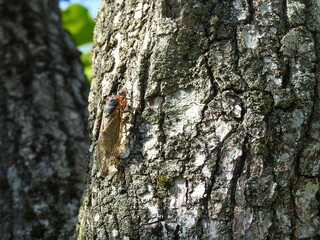 A cicada crawling on a tree in Elkton, Cecil County, Maryland.
