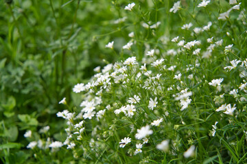 Stellaria is a species of flowering plants in the family Caryophyllaceae. Starwort, stitchwort and chickweed.