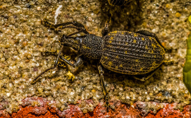 Black Vine Weevil - Otiorhynchus sulcatus