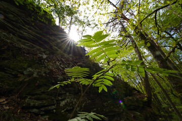The rowans or mountain-ashes are shrubs or trees in the genus Sorbus of the rose family, Rosaceae. with nice sun star