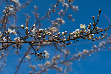 A branch of an apple tree with blooming white flowers against the background of the spring blue sky. Selective focus. The awakening of nature.