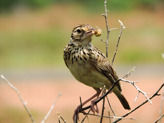 Skylark on a branch enjoying a meal