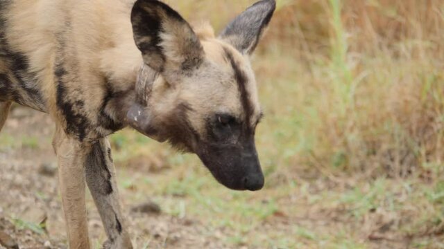 African Wild Dog in Natural Environment