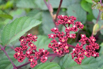 Small red seeds of Leea Rubra or Leea indica Burm.f. Merr. with blurred green leaves
