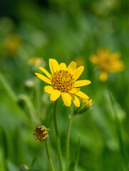 Close view of yellow Arnica(Arnica Montana) herb blossom