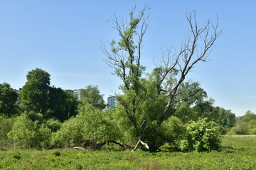 L'arbre mort entouré de buissons à la réserve naturelle des marrais de Ganshoren 