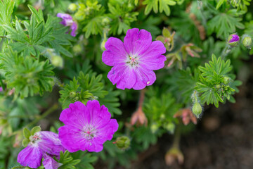 Bloody Cranesbill - Geranium sanguineum. Pink Garden Flower