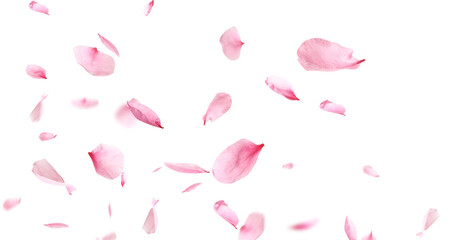 Beautiful sakura flower petals flying on white background. Banner design