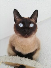 Young cat of Siamese race, with bright look of sky blue eyes, valencia, Spain.