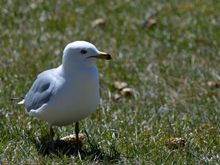 Seagull looking for food in a field early spring