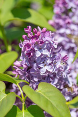 Lilac blooms close-up. Spring branches of blossoming purple flowers.