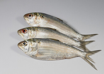 Small size Hilsafish Tenualosa ilisha