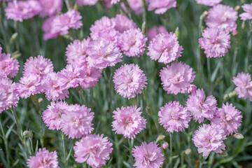 Dianthus plumarius (Carnation Hungarian) feathered pink flowers