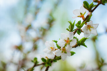 Branch of a tree with white flower