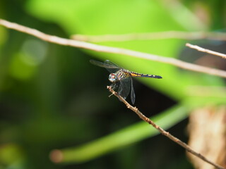 Dragonfly 