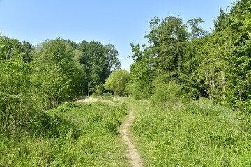 Fototapeta na wymiar Chemin étroit entre les herbes folles ,broussailles et bois de la réserve naturelle des marrais de Ganshoren à l'ouest de Bruxelles