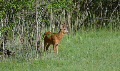 Rehbock im Frühling 
