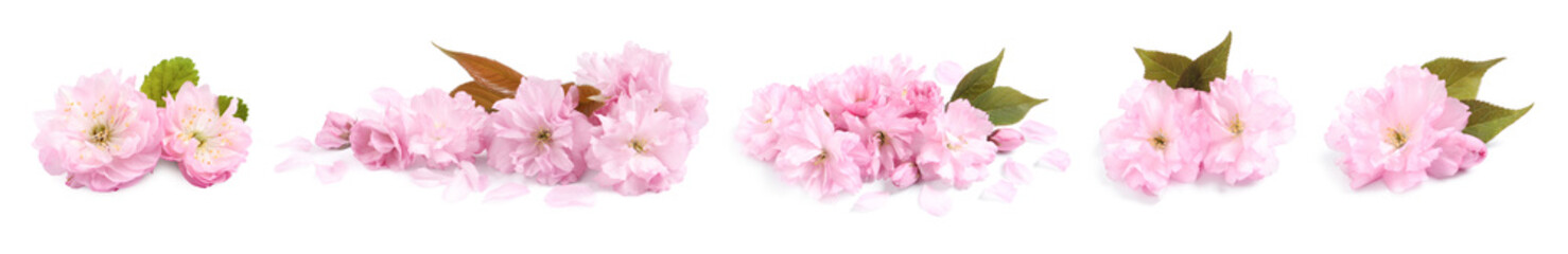 Set with beautiful sakura tree flowers on white background. Banner design