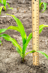 Wooden measuring ruler next to one single young small corn plant in farm field in spring.