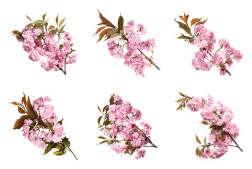 Fototapeta na wymiar Set with beautiful sakura tree branches with pink flowers on white background