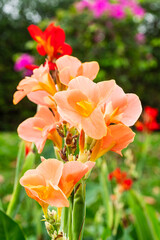 Orange flower with big green leaves.(Indian shot or African arrowroot) canna, cannaceae, canna lily, Sierra Leone arrowroot, Flowers at the garden, nature background