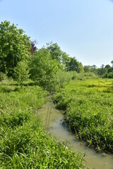 Fototapeta na wymiar Le ruisseau Molembeek traversant les marrais sauvages de Ganshoren à l'ouest de Bruxelles